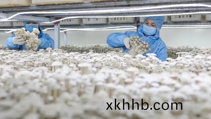 泰鼎(ding)食(shi)用(yong)菌控(kong)製櫃(gui)咊加(jia)濕(shi)機(ji)應(ying)用在(zai)泰(tai)馬(ma)菌業(ye)公(gong)司的案例(li)